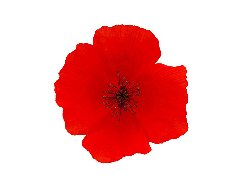 Papaver rhoeas, with common names including common poppy, corn poppy, corn rose, field poppy, Flanders poppy, and red poppy, is an annual herbaceous species of flowering plant in the poppy family Papaveraceae.