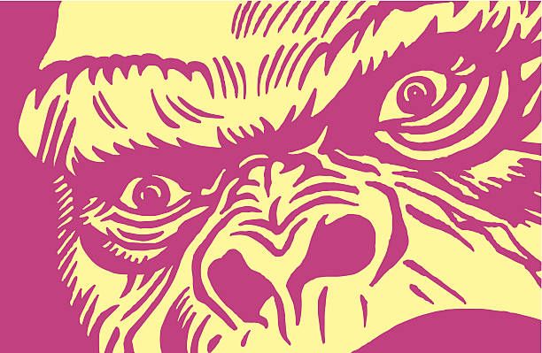 Close-up of a Gorilla Close-up of a Gorilla ape illustrations stock illustrations
