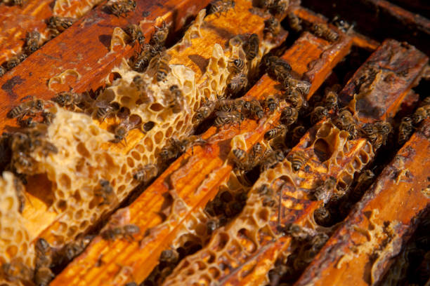 istock Open hive showing the bees swarming on a honeycomb. 1805928128