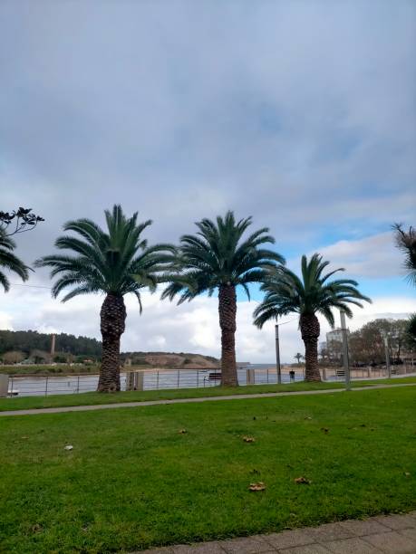 istock palm trees in an overcast sky 1805943494
