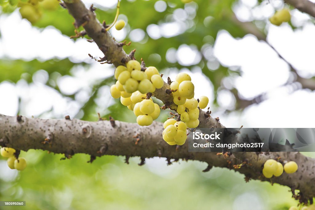 star gooseberry on tree (Phyllanthus acidus Skeels.) Agriculture Stock Photo