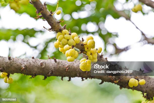 Star Gooseberry On Tree Stock Photo - Download Image Now