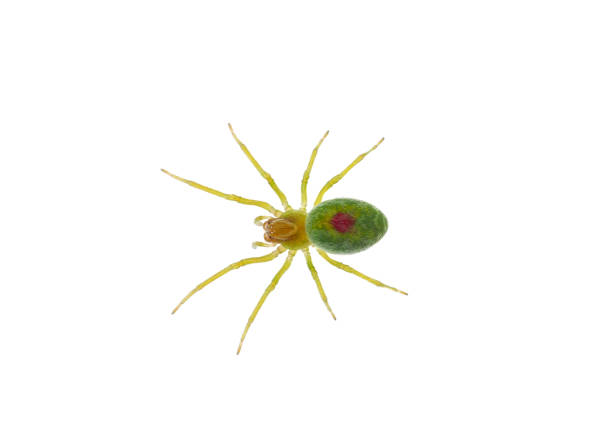 Green cribellate spider isolated on white background, Nigma walckenaeri