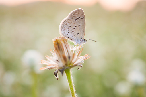 Common blue Butterflies at rest with closed wings