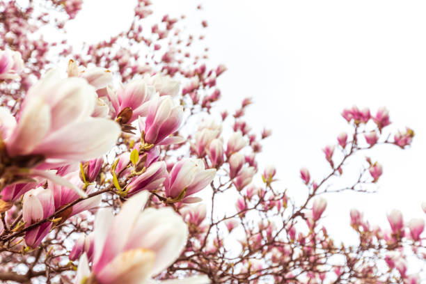 istock Spring floral background, beautiful bloomed light, pink magnolia flowers in soft light, selective focus, nature concept 1805959039