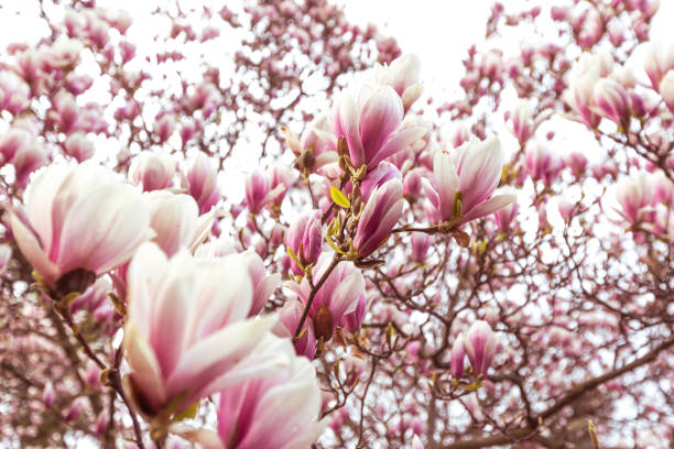 Spring floral background, beautiful bloomed light, pink magnolia flowers in soft light, selective focus, nature concept