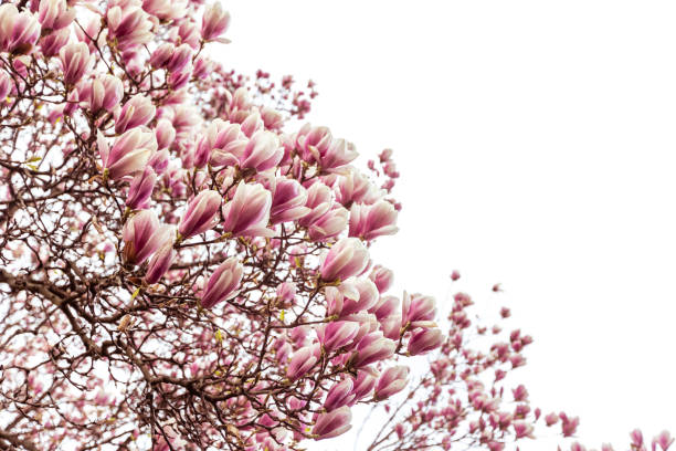 istock Spring floral background, beautiful bloomed light, pink magnolia flowers in a soft light, selective focus, nature concept 1805960116