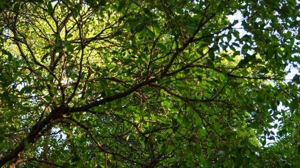 istock The low angle of Trees with sky. 1805960169