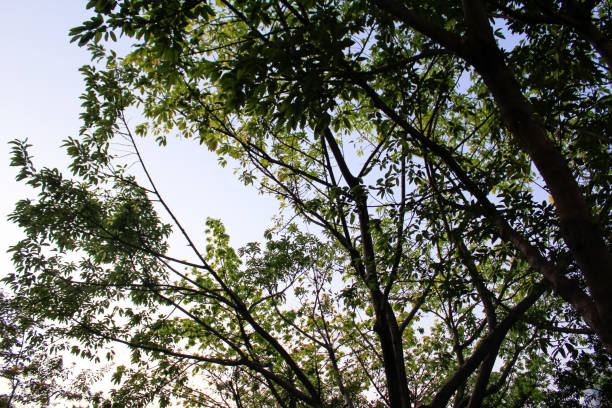 The low angle of Trees with sky. Nature scene.