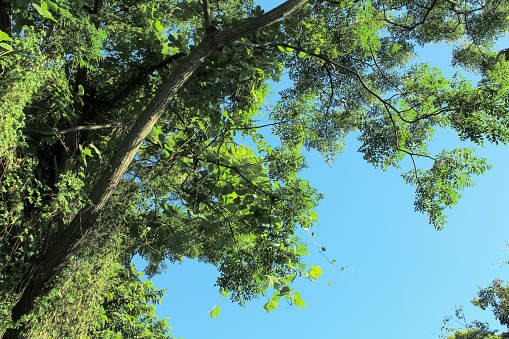 Enchanting sunshine on green treetops