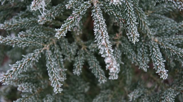 Frosty Fir Branches Beautiful Winter Background. Close Up Macro. Christmas Time. Snowy Spruce Needles Backdrop. Iced Forest Closeup. Winter Nature. High Quality footage. Coniferous Tree with Hoarfrost