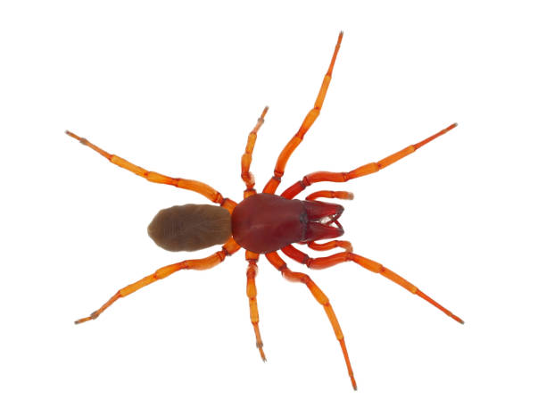 istock Woodlouse spider isolated on white background, Dysdera crocata 1805962498