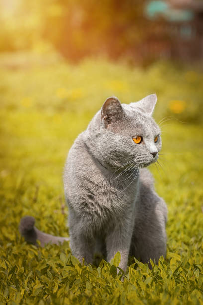 istock British cat walks on green grass.. 1805971390