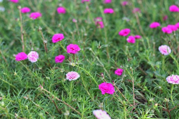 istock Selective focus Portulaca grandiflora blooming in garden. 1805979194