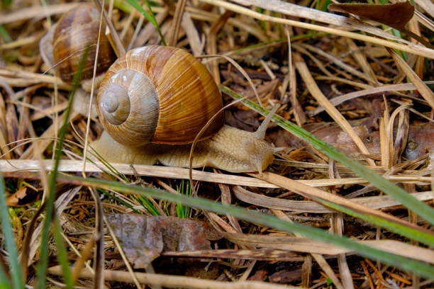 One beautiful snail shell on a wooden plank