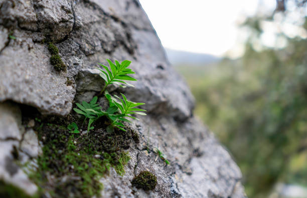 istock The force of nature 1805986655