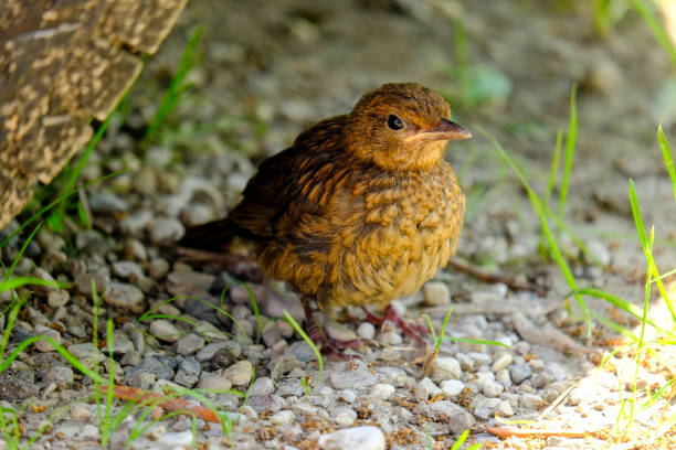 Close-up of beautiful young blackbirds looking for food, taken in Germany on a sunny day.