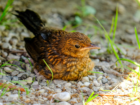 Close-up of beautiful young blackbirds looking for food, taken in Germany on a sunny day.
