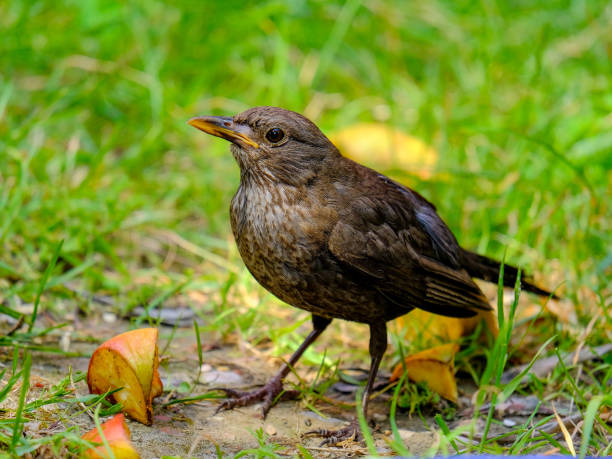istock Beautiful blackbirds enjoying a sunny day in Germany. 1805989530