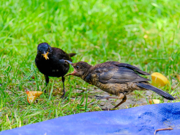 istock Beautiful blackbirds enjoying a sunny day in Germany. 1805989613