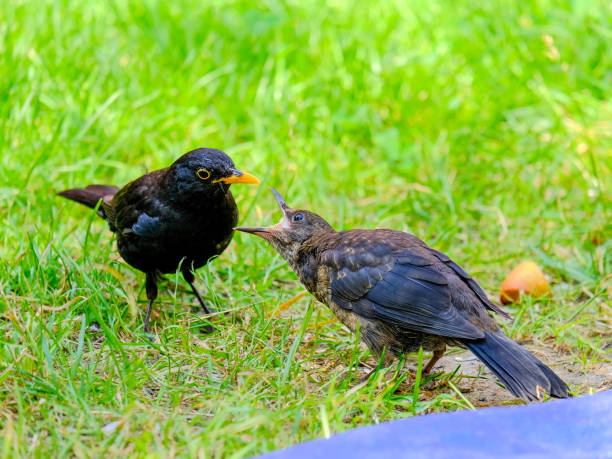 istock Beautiful blackbirds enjoying a sunny day in Germany. 1805989614