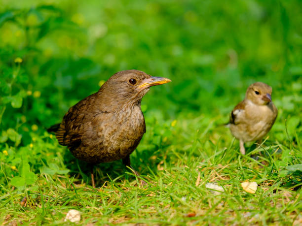 istock Beautiful blackbirds enjoying a sunny day in Germany. 1805989747