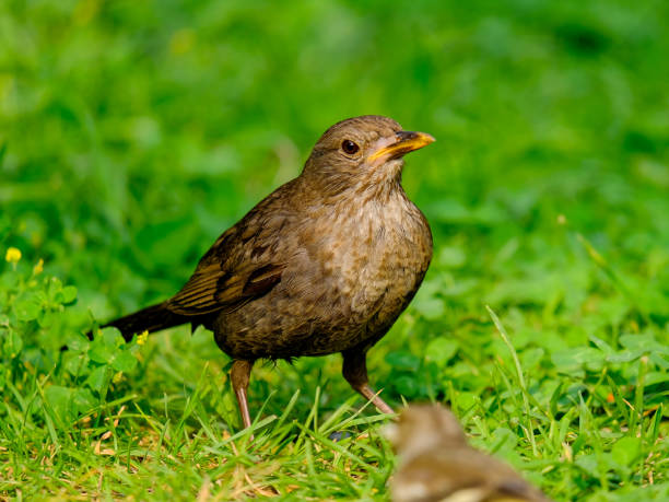 istock Beautiful blackbirds enjoying a sunny day in Germany. 1805989785