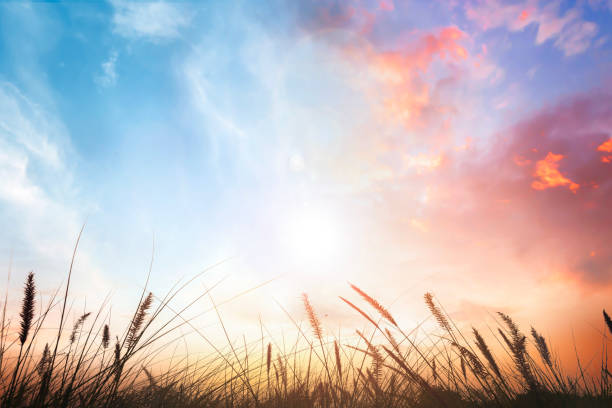 istock Beautiful morning grass and sky sunrise  background 1805999958