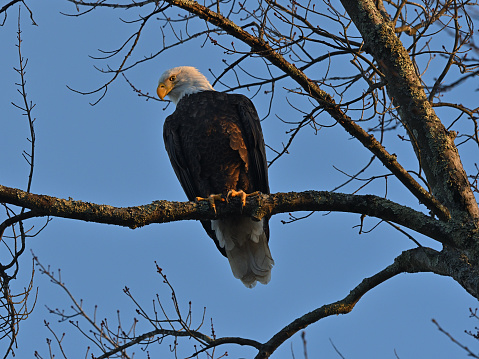 Bald eagle (Haliaeetus leucocephalus) still hunting in evening sunlight at Bantam Lake in Connecticut, late autumn, from a treetop. Largest natural lake in the state. Eagles nest in the least-developed part of the shoreline.