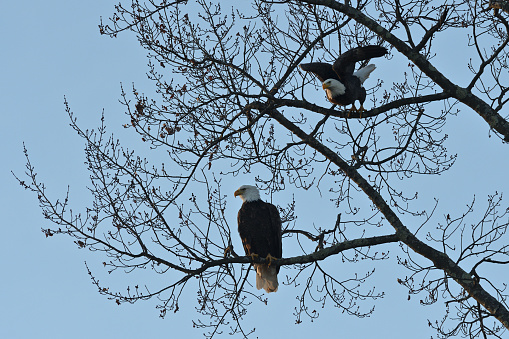 Bald eagle pair (Haliaeetus leucocephalus) in tree at Bantam Lake in Connecticut, late autumn -- one taking off. Largest natural lake in the state. Eagles nest in the least-developed part of the shoreline.