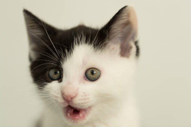 istock Portrait of a kitten with blackand white fur 1806012721
