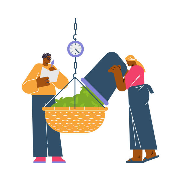Woman pouring tea leaves into basket on scales and man write down weight. Woman pouring tea leaves into basket on scales and man write down weight. Tea harvest time. Flat isolated vector illustration. indian pouring tea stock illustrations