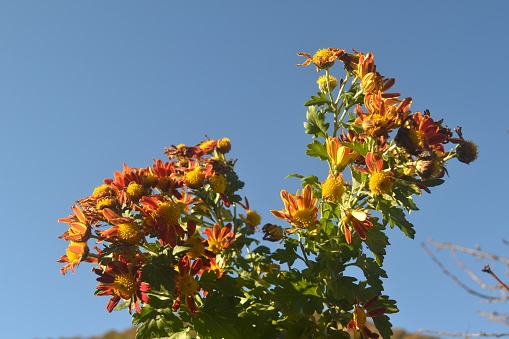 Bunches of small Chrysanthemum red-orange flowers on branches of the flower perennial bush viewed from below on blue sky in a sunny day. Bright beautiful colours.