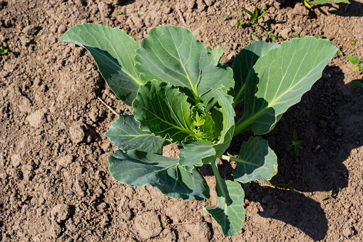 young cabbage sprout on the vegetable bed.