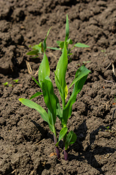 istock Young corn plants growing on the field on a sunny day. Selective focus 1806026060