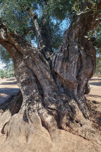 istock Centuries-old olive tree trunk, Puglia, Italy 1806028326
