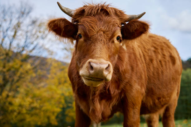 istock Brown cow grazing on field with green grass 1806028649