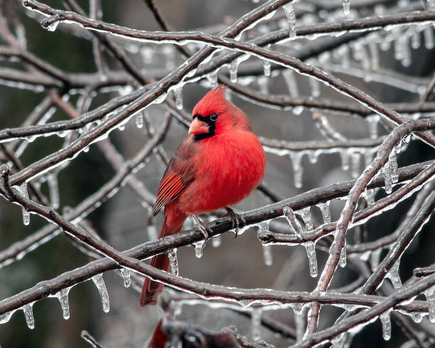 istock Male Northern Cardinal on Ice 1806029493