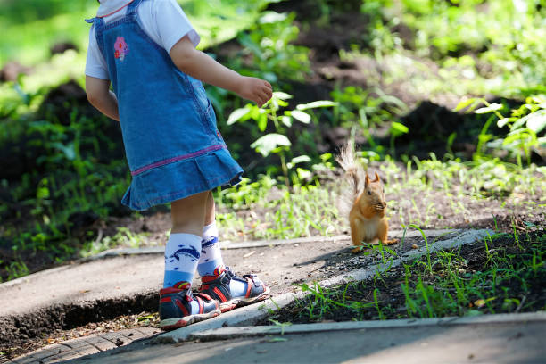 istock Wild forest squirrel and a little girl. 1806033922