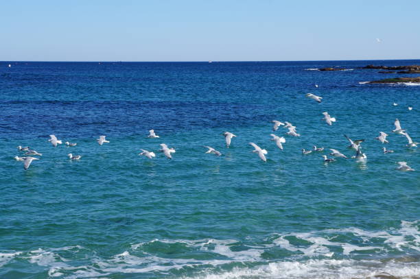 istock Seagulls flying over sea water 1806033927