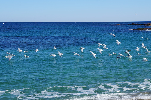 Seagulls flying over sea water