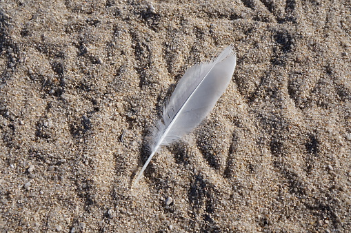 A seagull feather on the sand