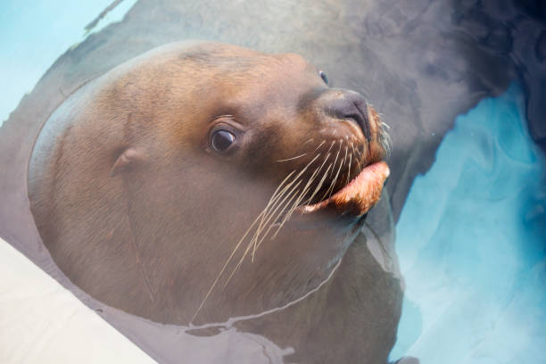 istock Steller sea lion. 1806034447