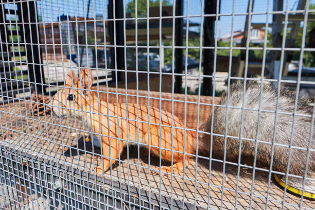 istock Wild forest red squirrel sitting in a cage. 1806036019