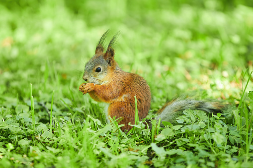 A red squirrel is sitting on the green grass