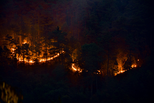 A forest fire at night in Meghalaya, India.