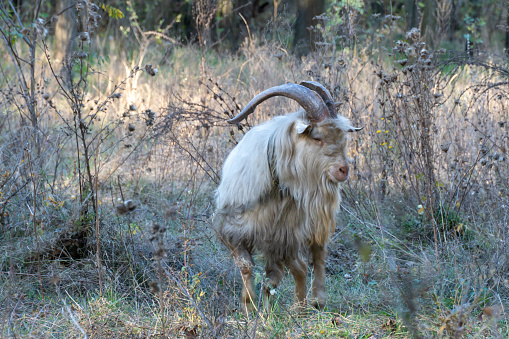 Domestic male white goat with big horns grazing in pasture. Kashmiri goat of animal species of artiodactyl eating autumn grass. Small livestock сapra hircus on the meadow. Wool is used to make rope.