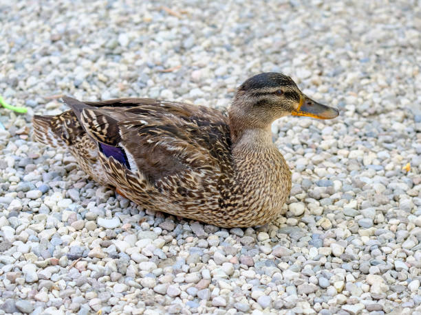 istock Beautiful duck enjoying a sunny day in Germany. 1806041526