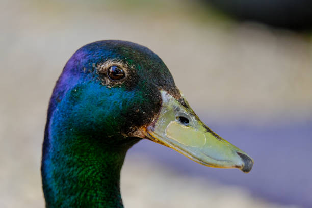 Close-up of a pretty young duck looking for food, taken in Germany on a sunny day.