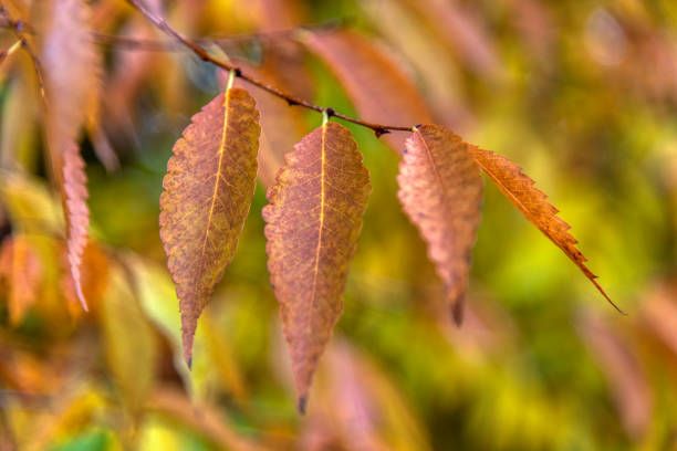 istock Beautiful maple leaves in autumn sunny day 1806042616